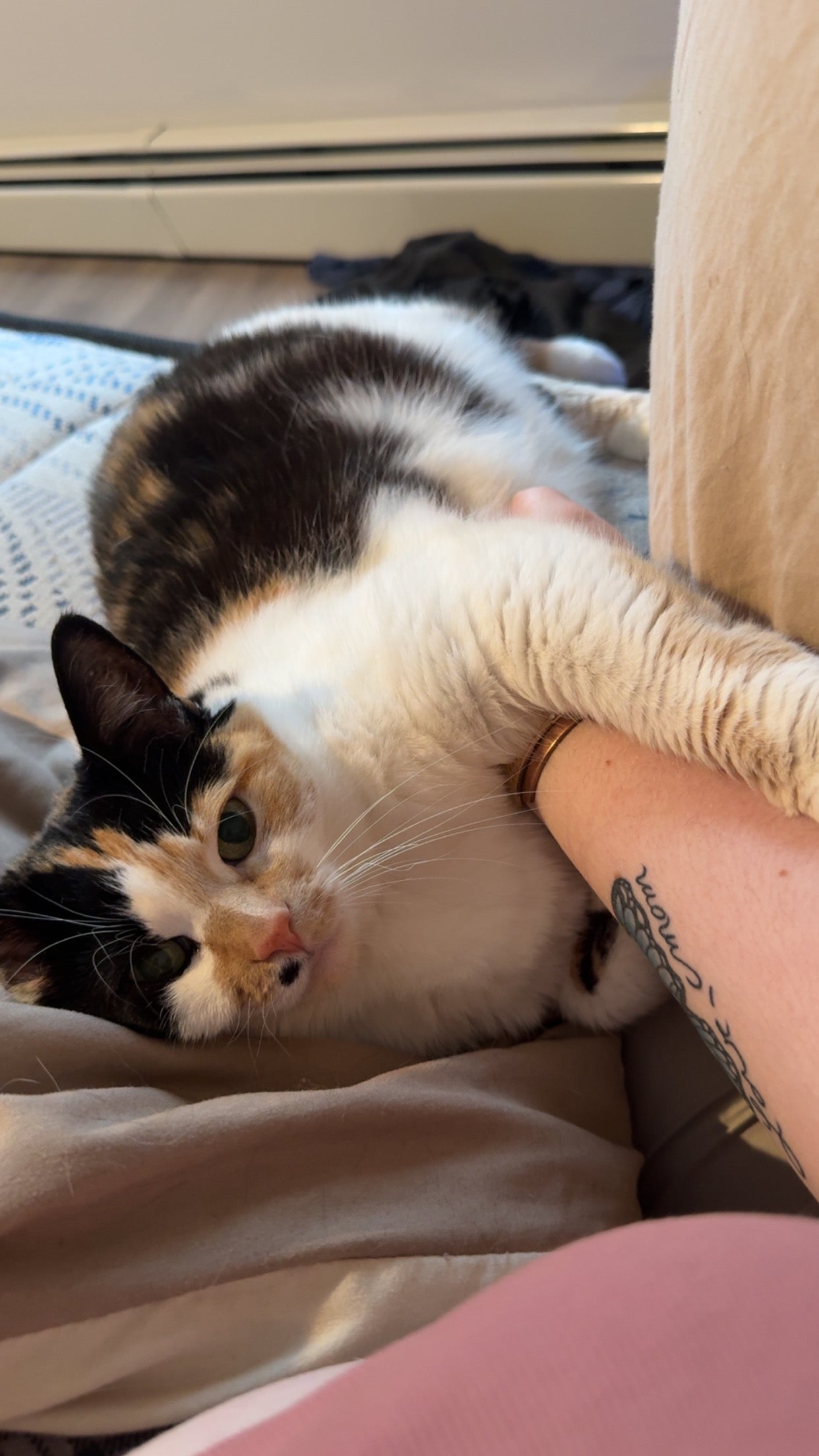 Cat Intuitively chooses your crystal pouch!